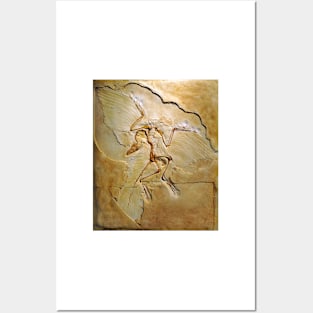 Archaeopteryx fossil, Berlin specimen (C010/2628) Posters and Art